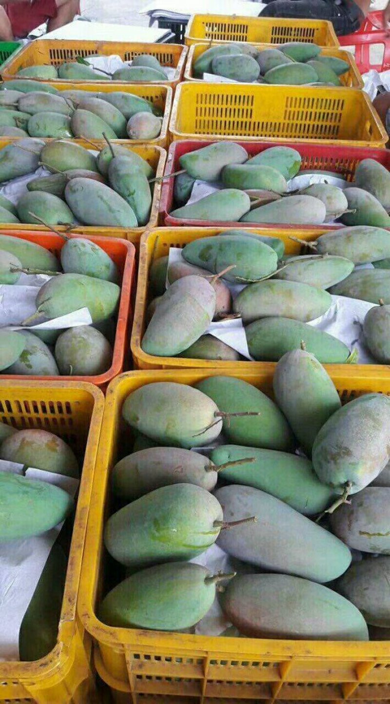 越南进口大青芒10两以上非玉芒