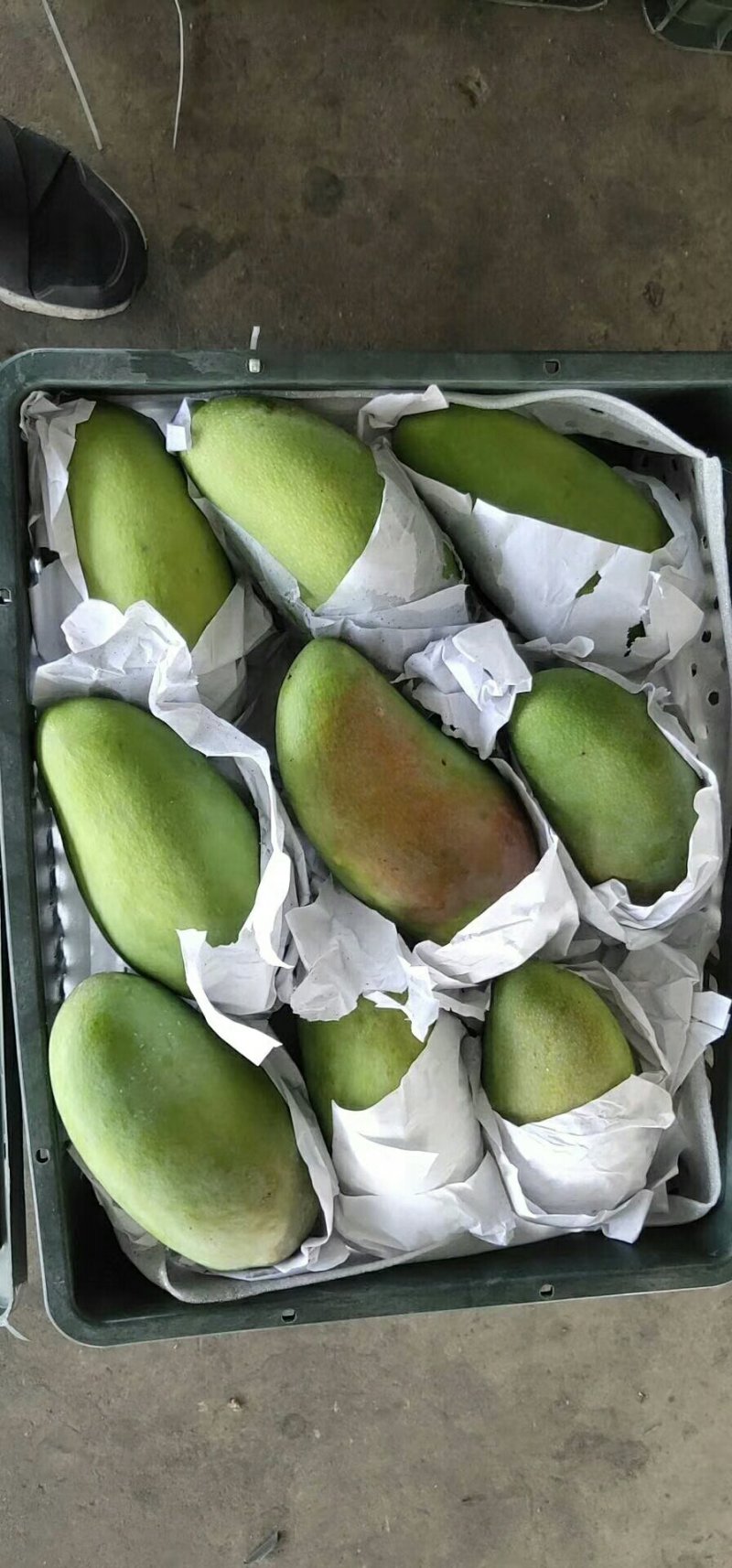 越南进口大青芒10两以上非玉芒