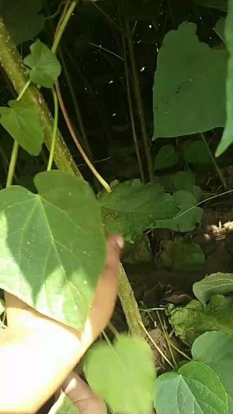 梓树苗
