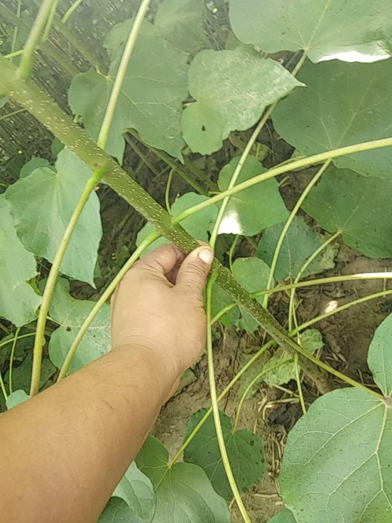 梓树苗