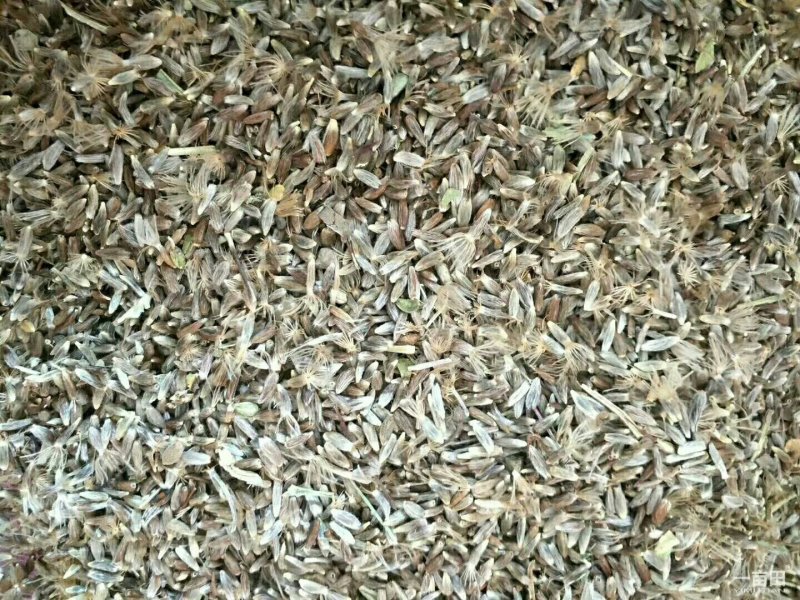 苍术种子出售