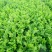 剁头西芹。70公分左右3毛。毛菜也同时大量上市中。