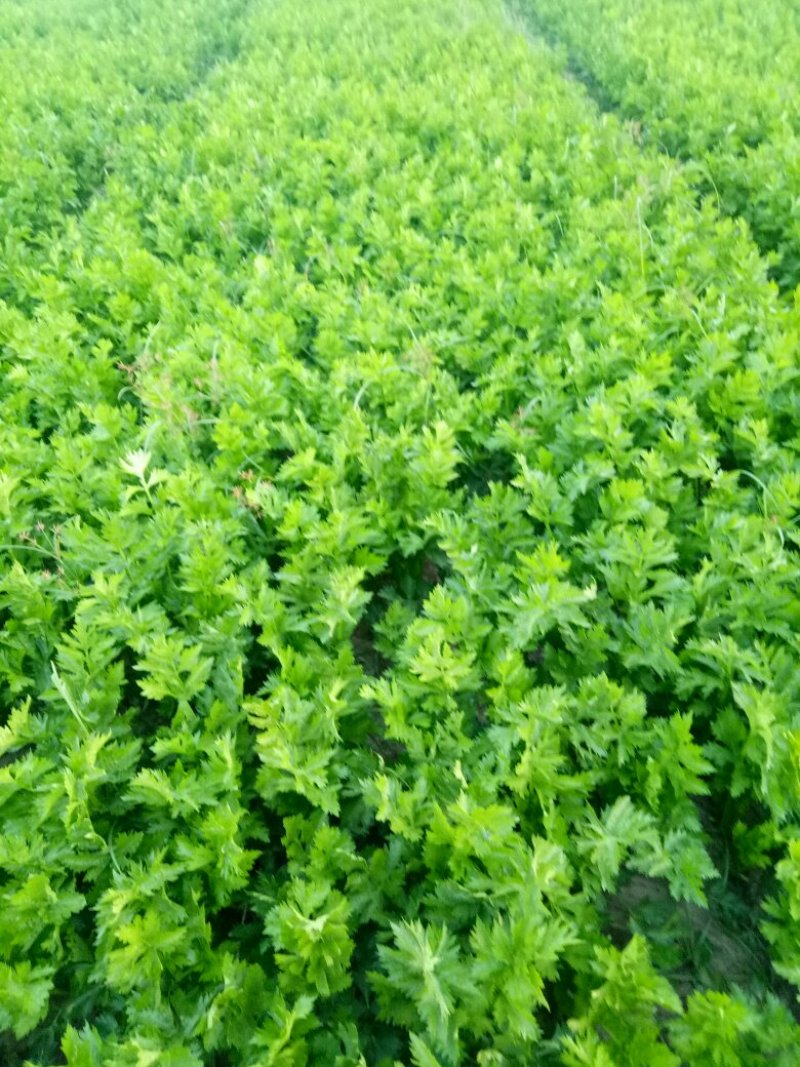 剁头西芹。70公分左右3毛。毛菜也同时大量上市中。