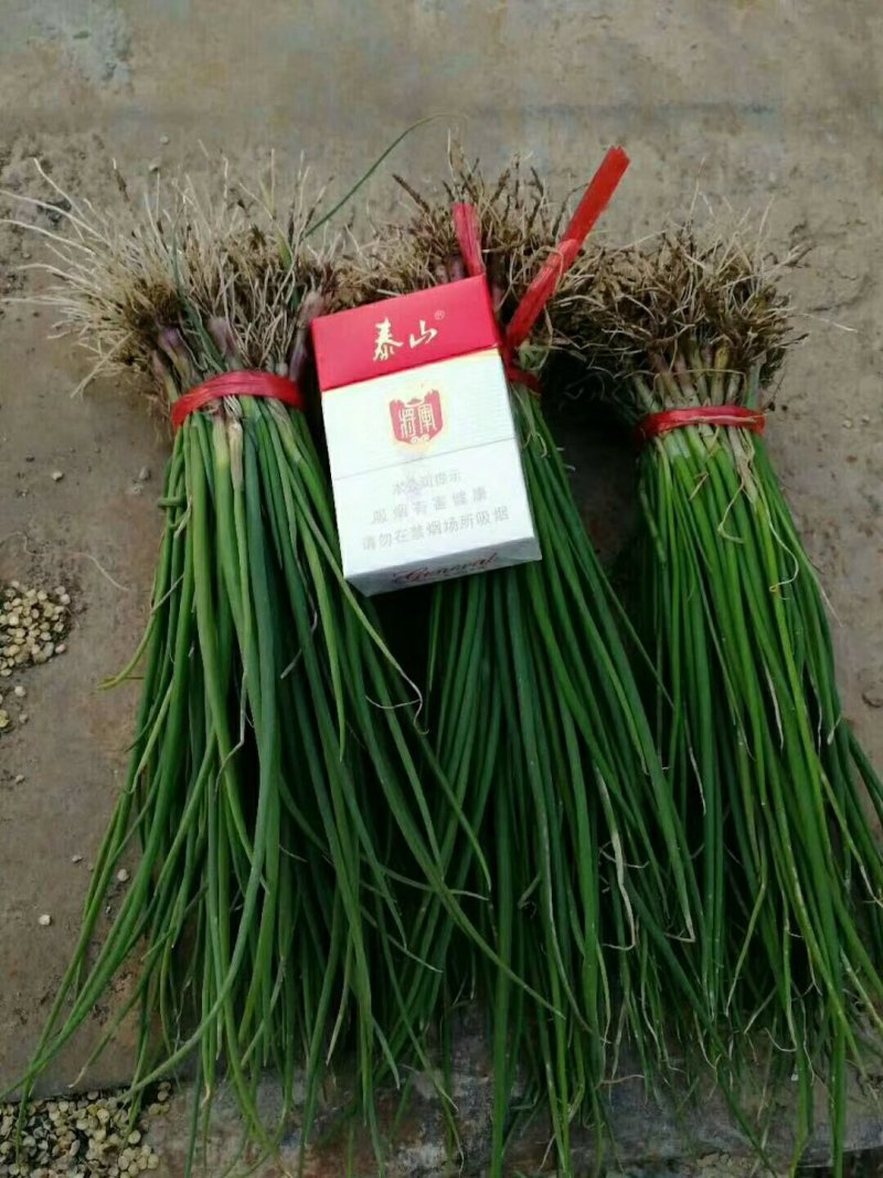 滑县振华种植合作社高产洋葱苗供应中