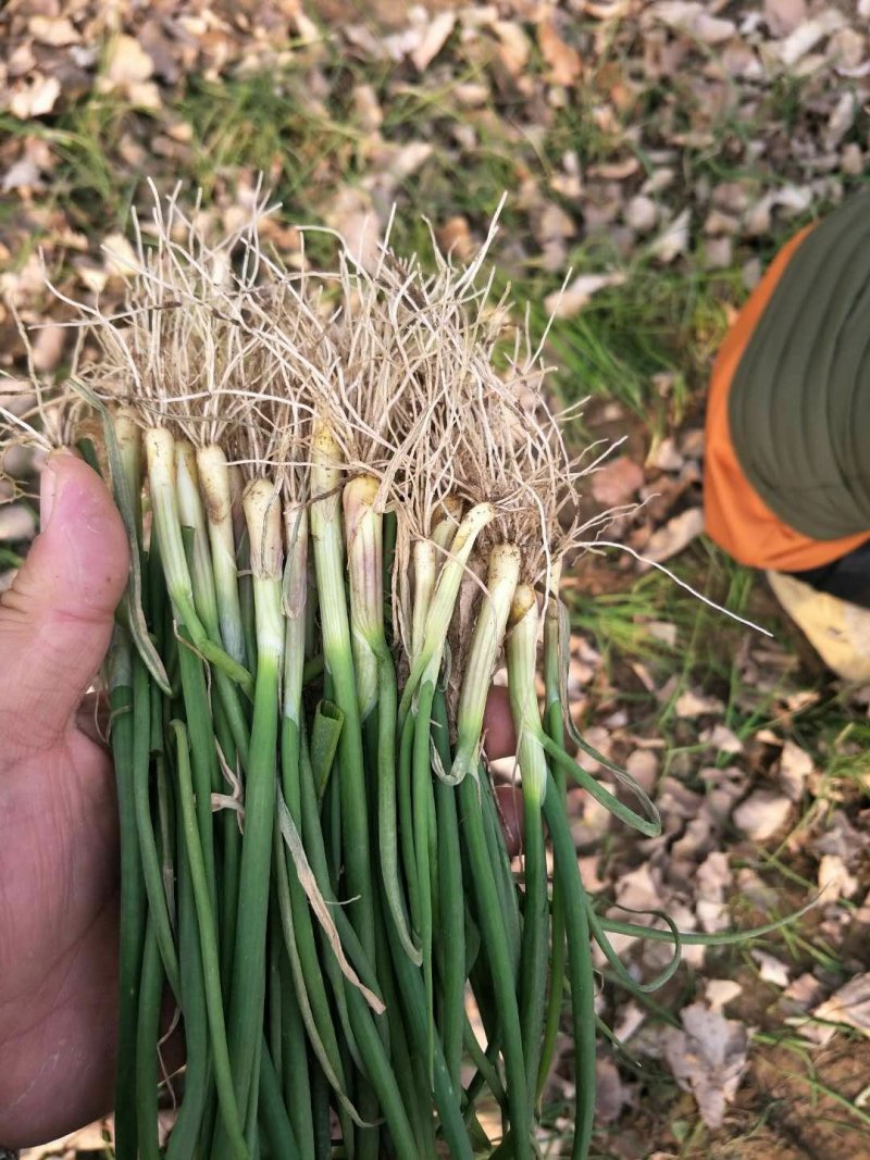 滑县振华种植合作社高产洋葱苗供应中