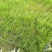 滑县振华种植合作社高产洋葱苗供应中