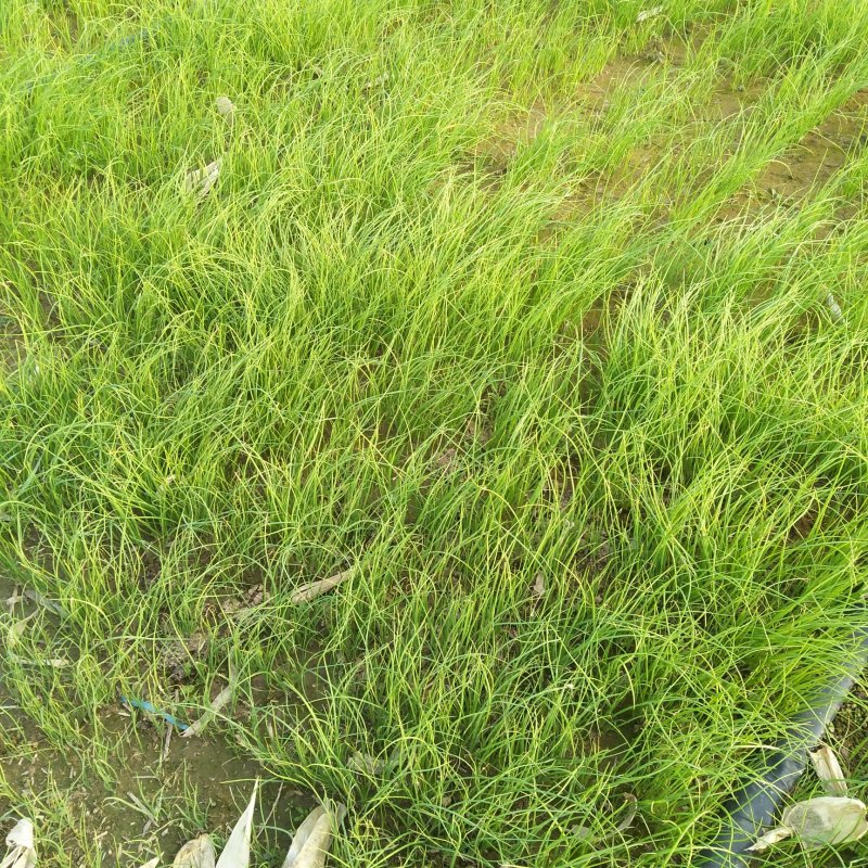 滑县振华种植合作社高产洋葱苗供应中