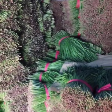 韭菜
