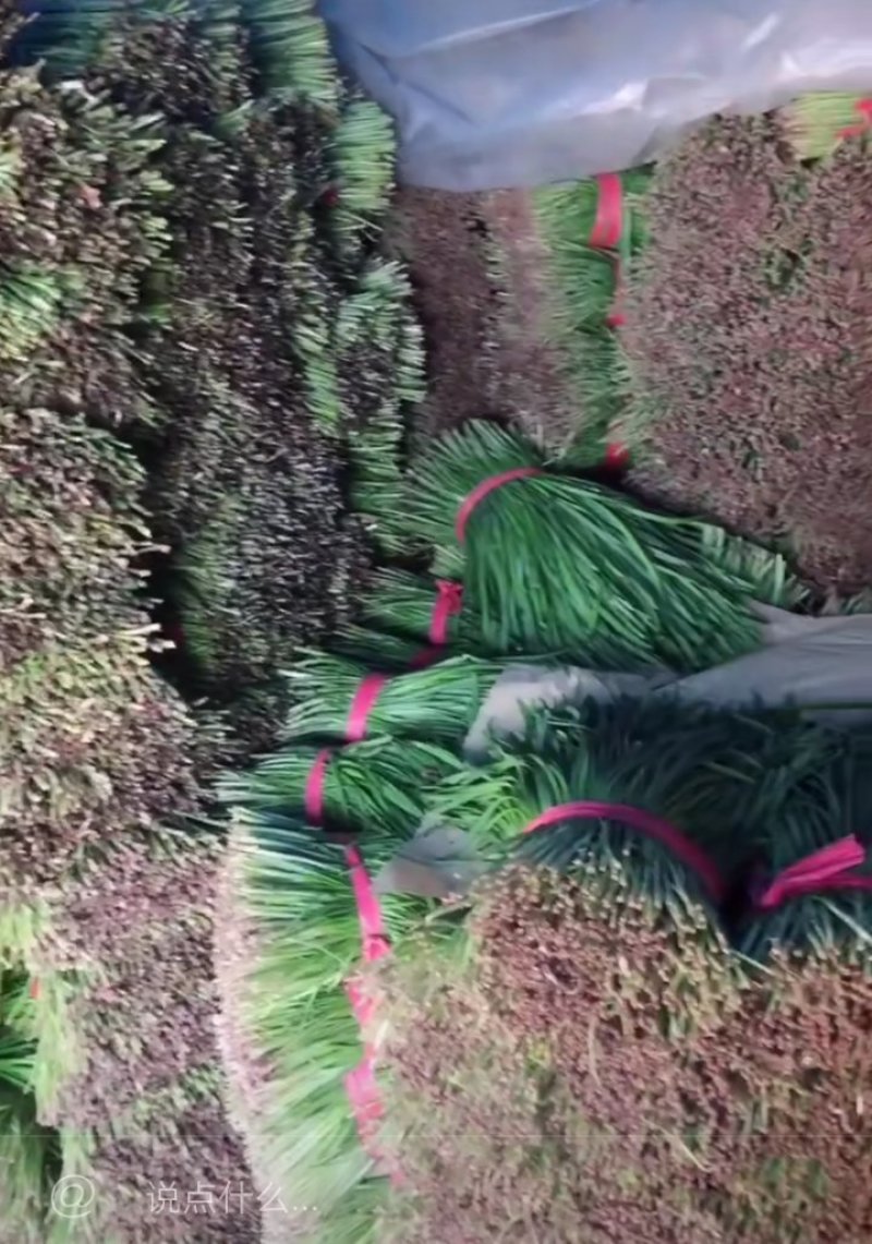 韭菜