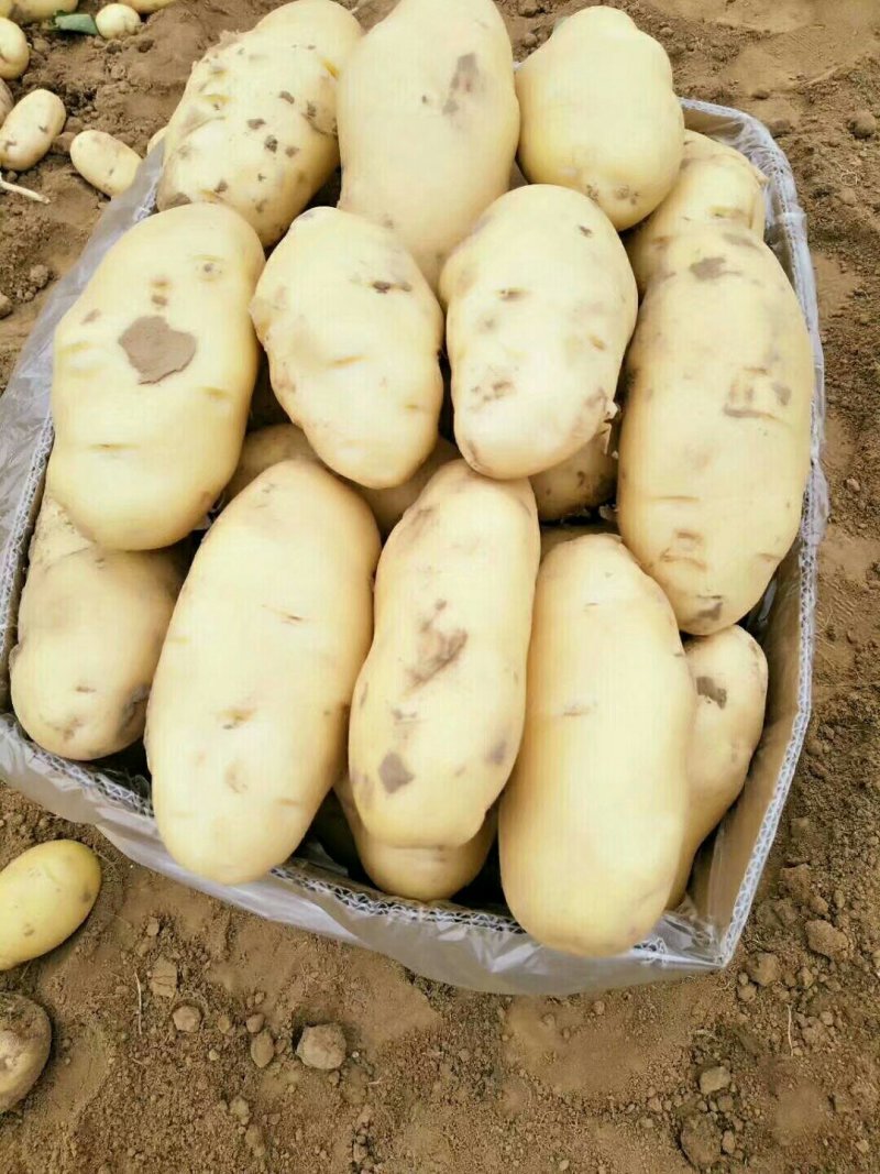 荷兰十五土豆大量现货供应黄皮黄心质货源充足价格便宜