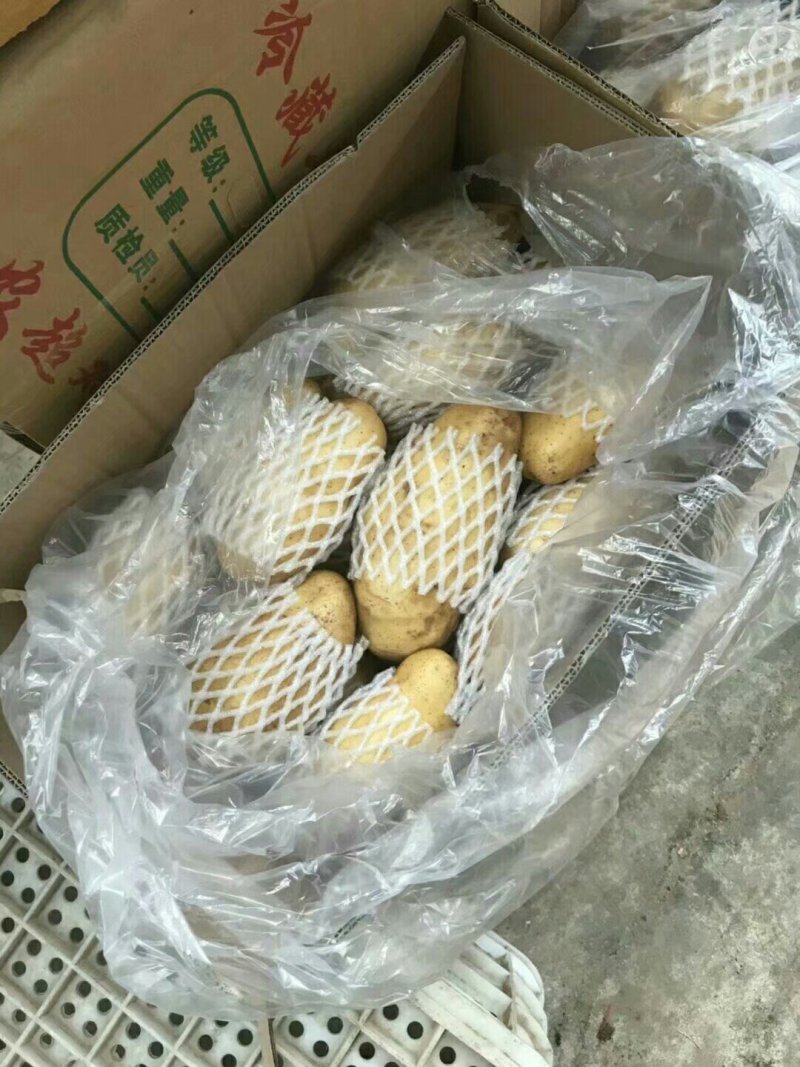 荷兰十五土豆大量现货供应黄皮黄心质货源充足价格便宜