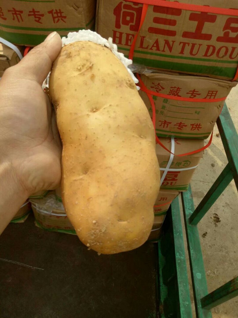 荷兰十五土豆大量现货供应黄皮黄心质货源充足价格便宜