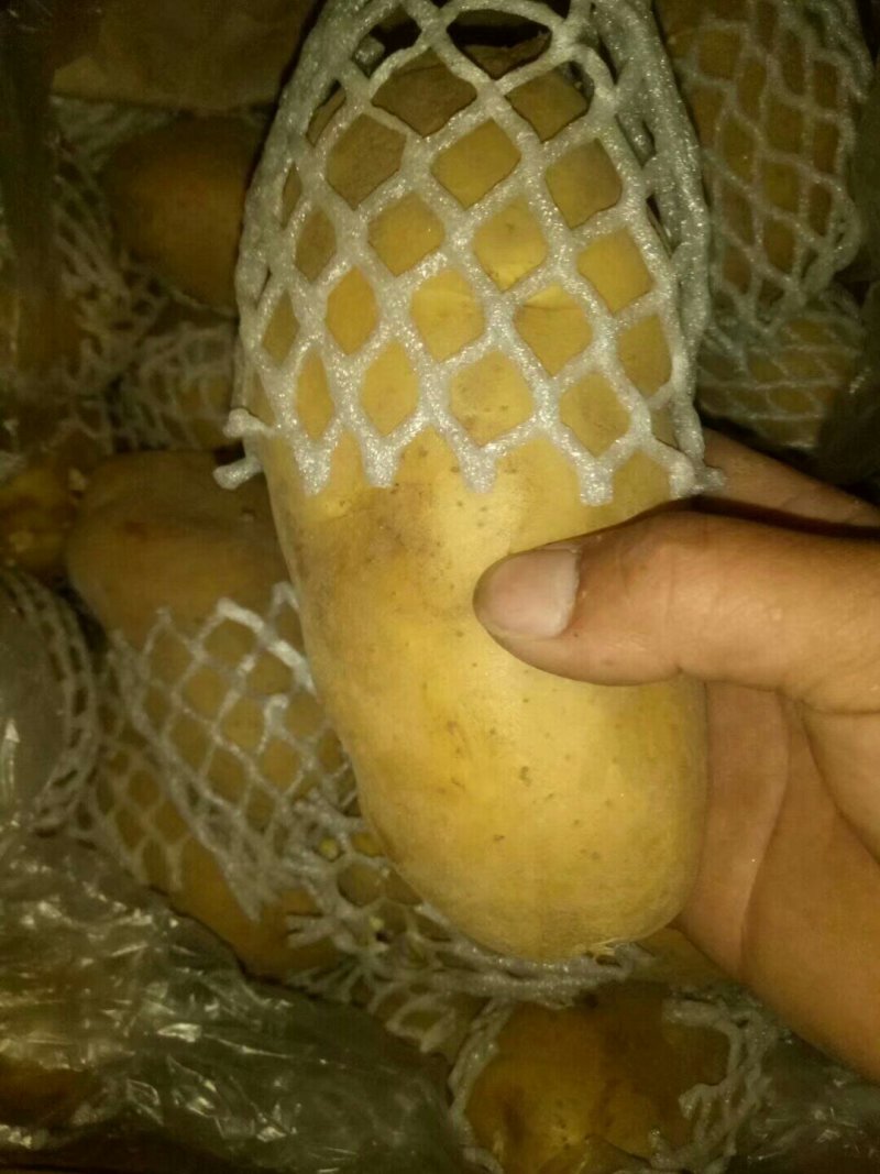 荷兰十五土豆大量现货供应黄皮黄心质货源充足价格便宜