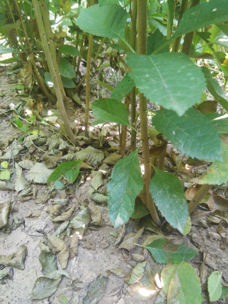 白蜡苗
