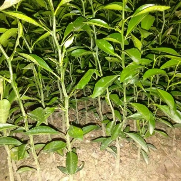 酸柑苗50~80cm