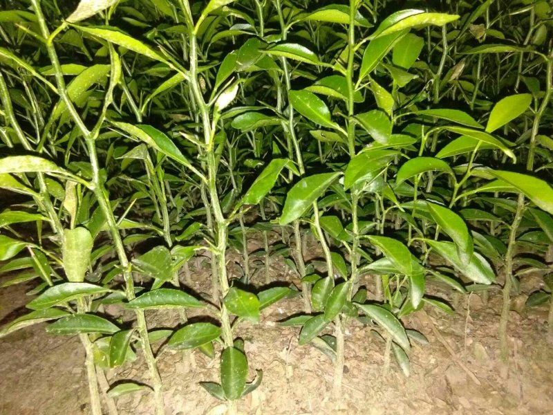 酸柑苗50~80cm