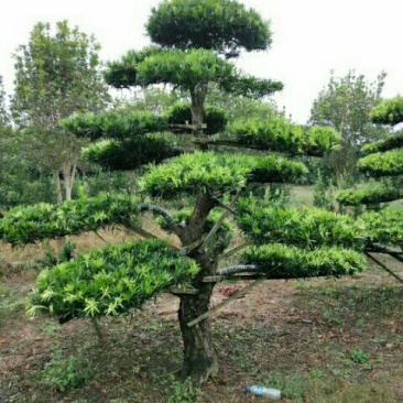 罗汉松，红花继木，女贞等造型古桩。