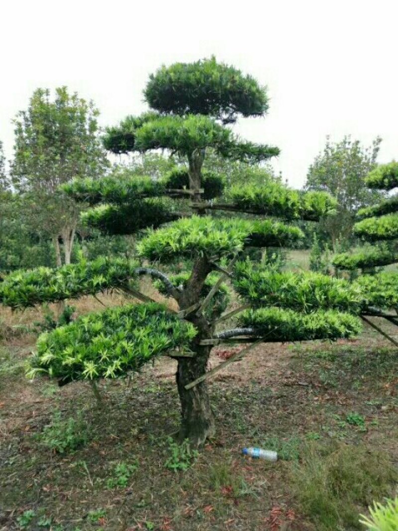 罗汉松，红花继木，女贞等造型古桩。