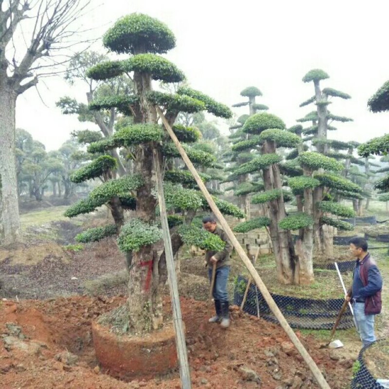 罗汉松，红花继木，女贞等造型古桩。