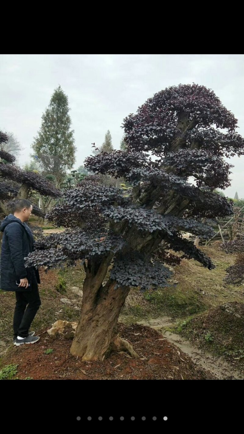 罗汉松，红花继木，女贞等造型古桩。
