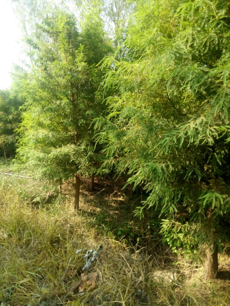 落羽杉，杆径6~8cm高度4~6cm冠3.5~4米
