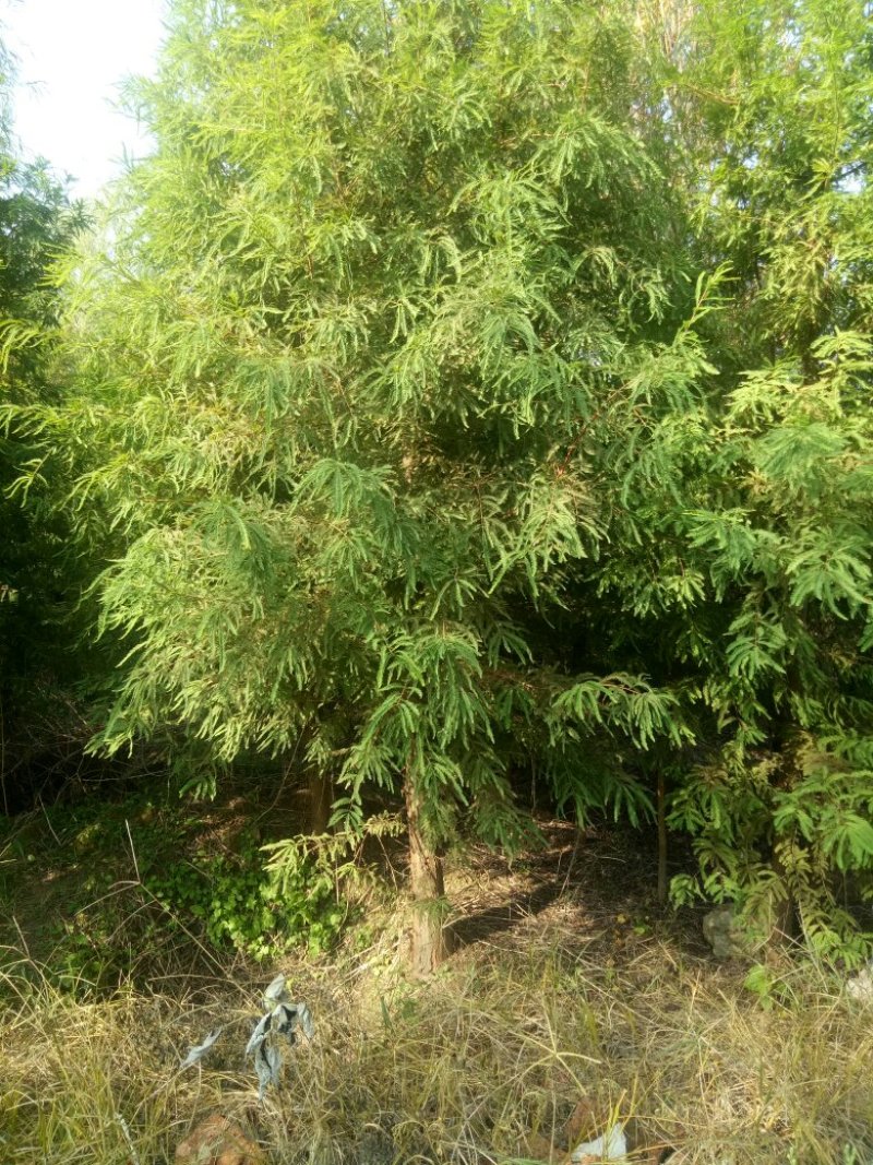 落羽杉，杆径6~8cm高度4~6cm冠3.5~4米