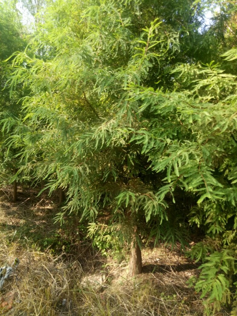 落羽杉，杆径6~8cm高度4~6cm冠3.5~4米