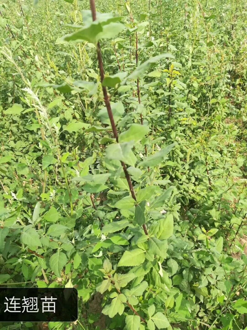 连翘苗连翘苗新品科研5号连翘树苗产地直发现挖现发