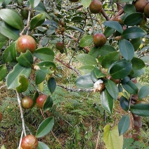 茶油果鲜