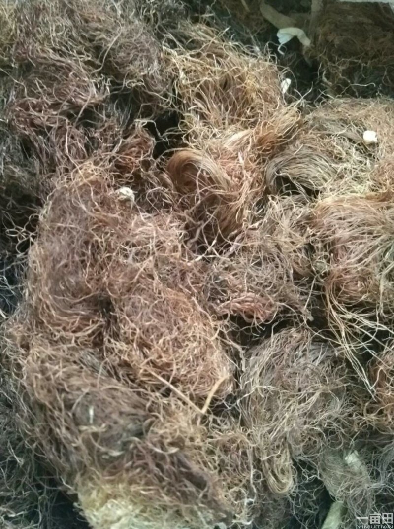 玉米须，