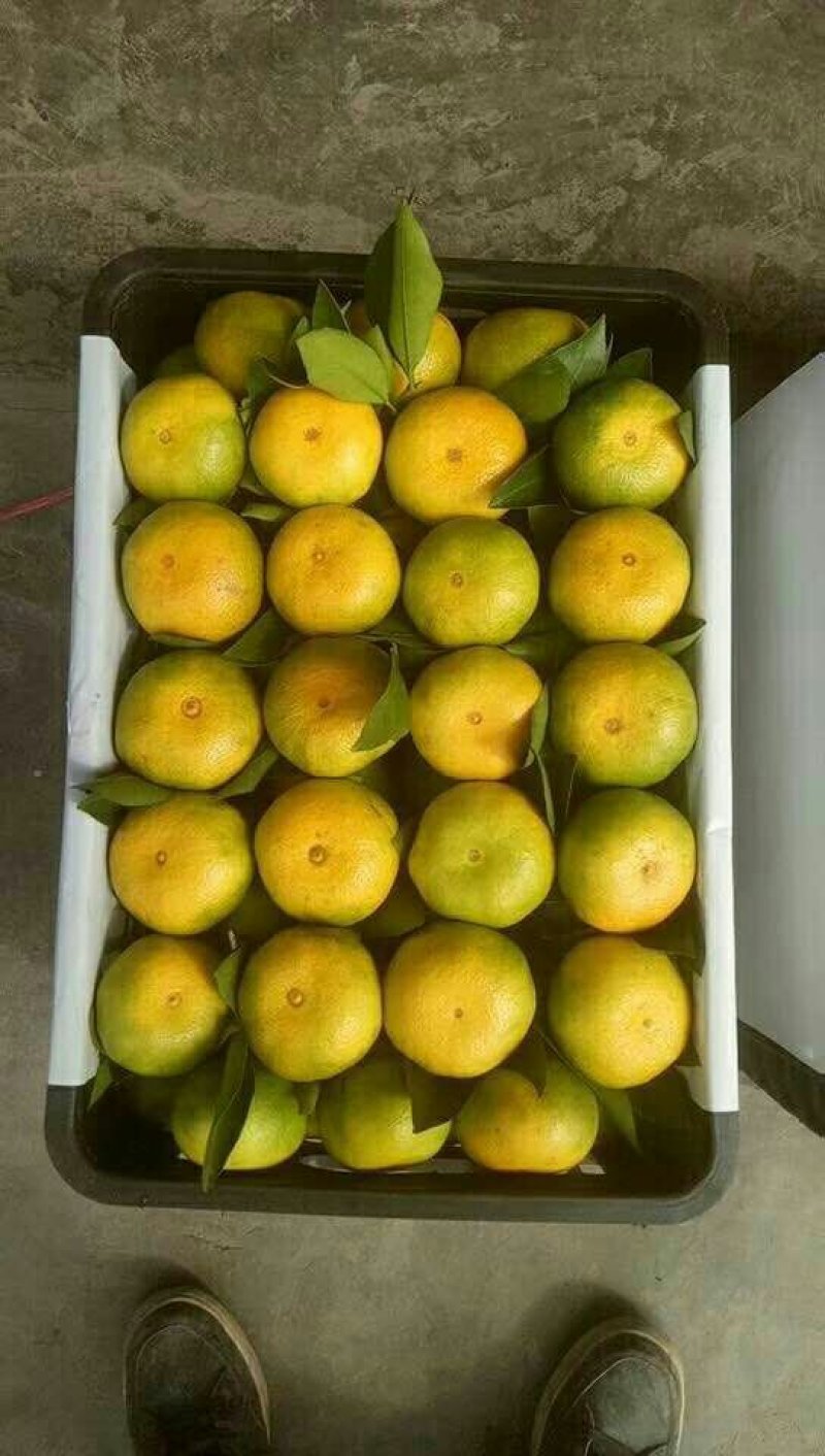 湖北三峡早熟蜜橘口感甜，水分足。产地一手货源！