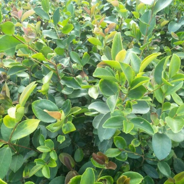 油茶苗