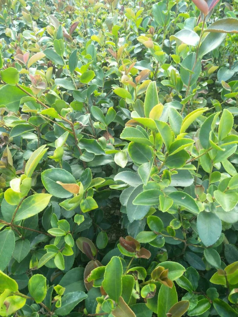 油茶苗