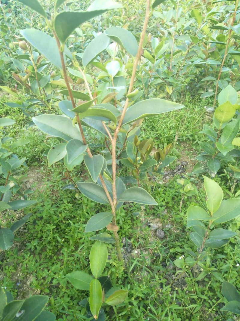 油茶苗