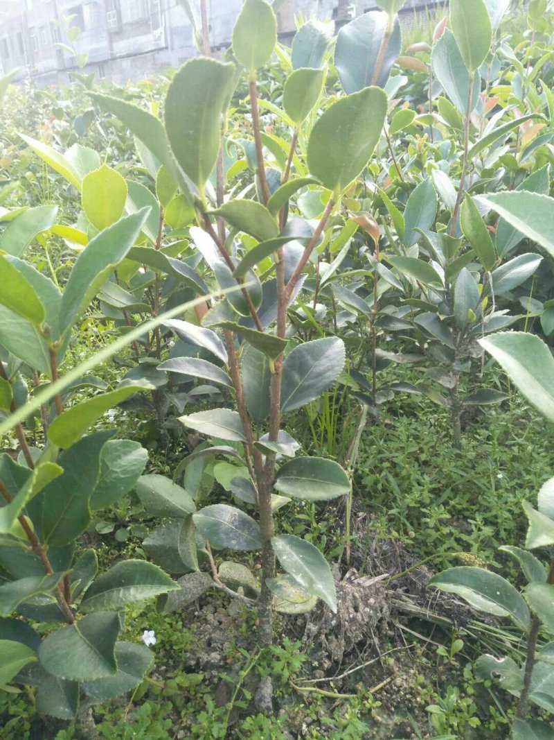 油茶苗