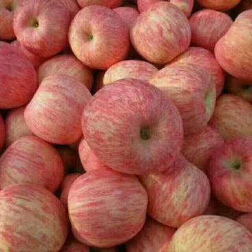 山东红富士苹果产地批发，口感脆甜，果型端正