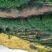 铁观音拍品名称】红心铁观音【拍品重量】500克【拍