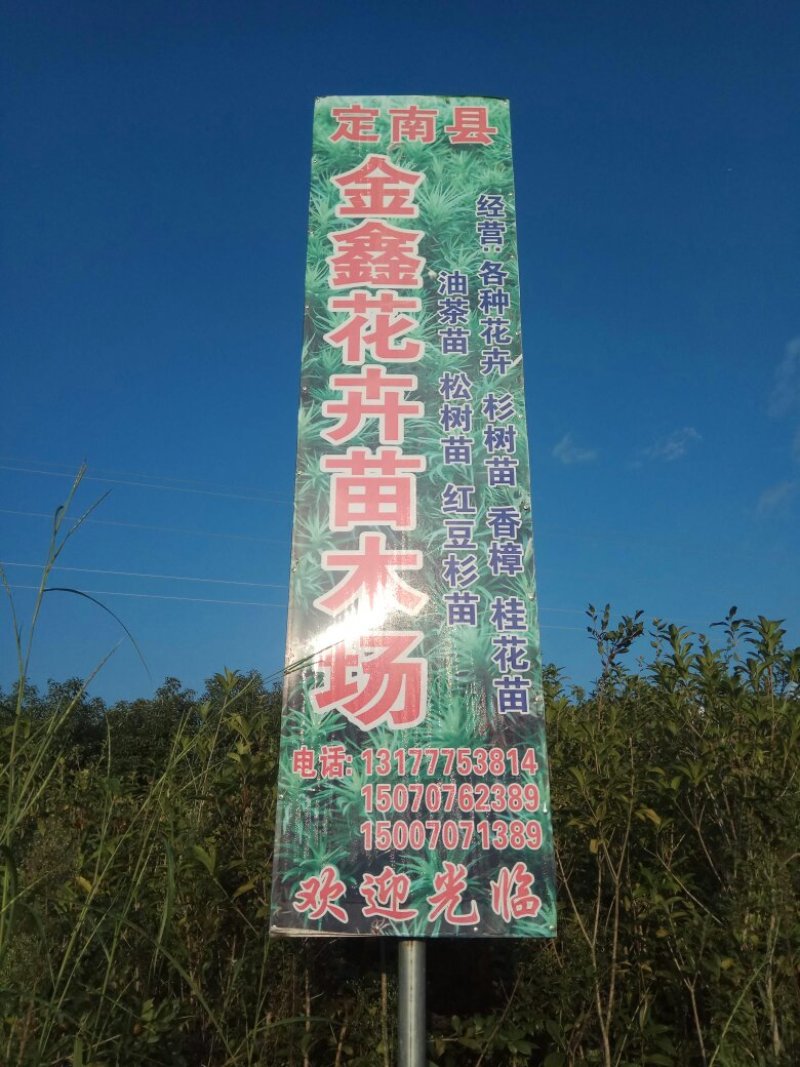 香香樟桂花地经2公分，高度22米樟桂花树出售香樟