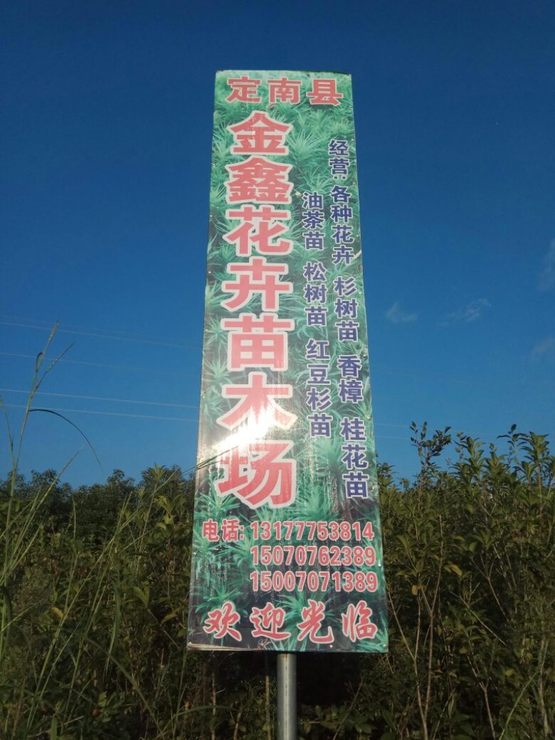香香樟桂花地经2公分，高度22米樟桂花树出售香樟