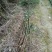 香香樟桂花地经2公分，高度22米樟桂花树出售香樟