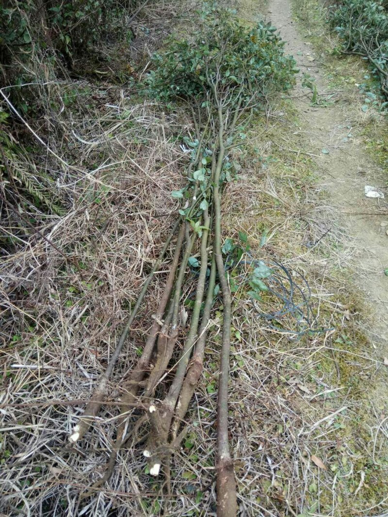 香香樟桂花地经2公分，高度22米樟桂花树出售香樟
