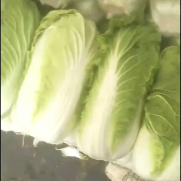 大白菜