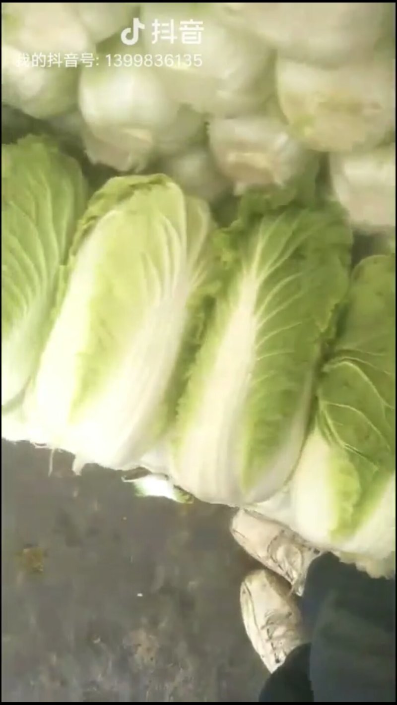 大白菜