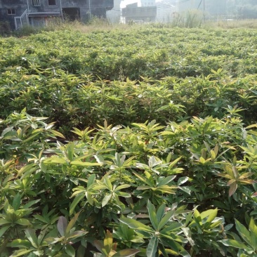 营养杯木荷苗出售
