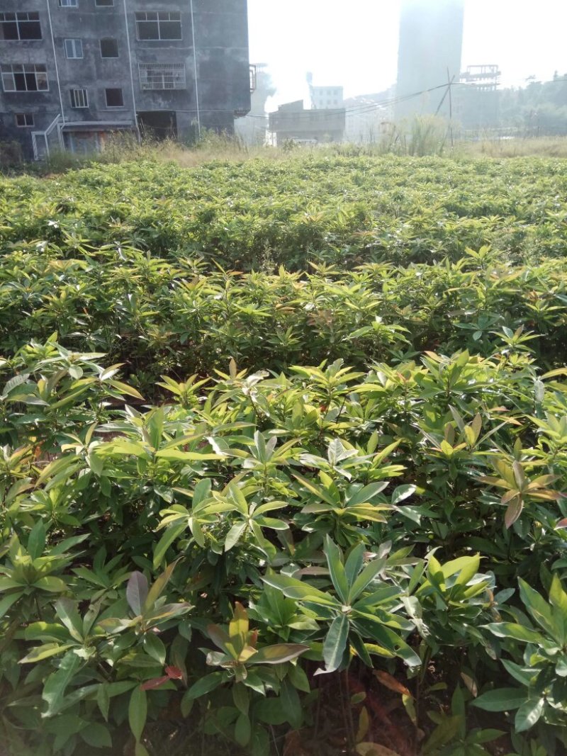 营养杯木荷苗出售