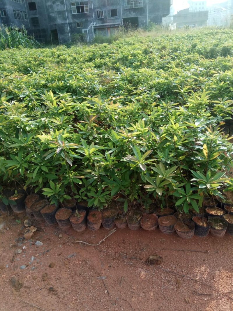 营养杯木荷苗出售