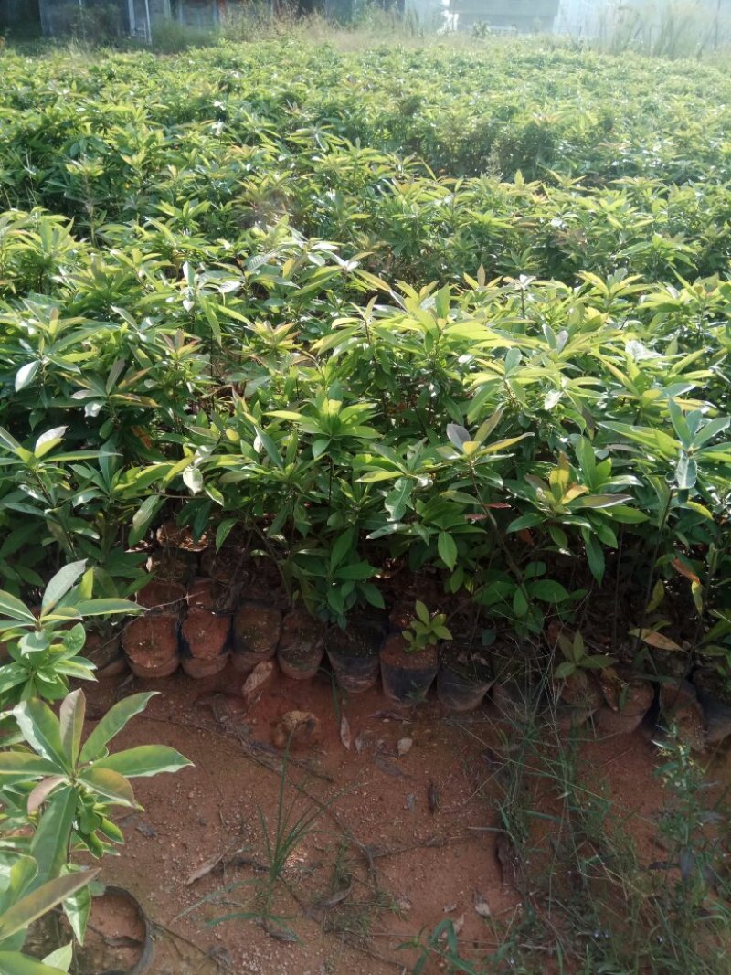 营养杯木荷苗出售