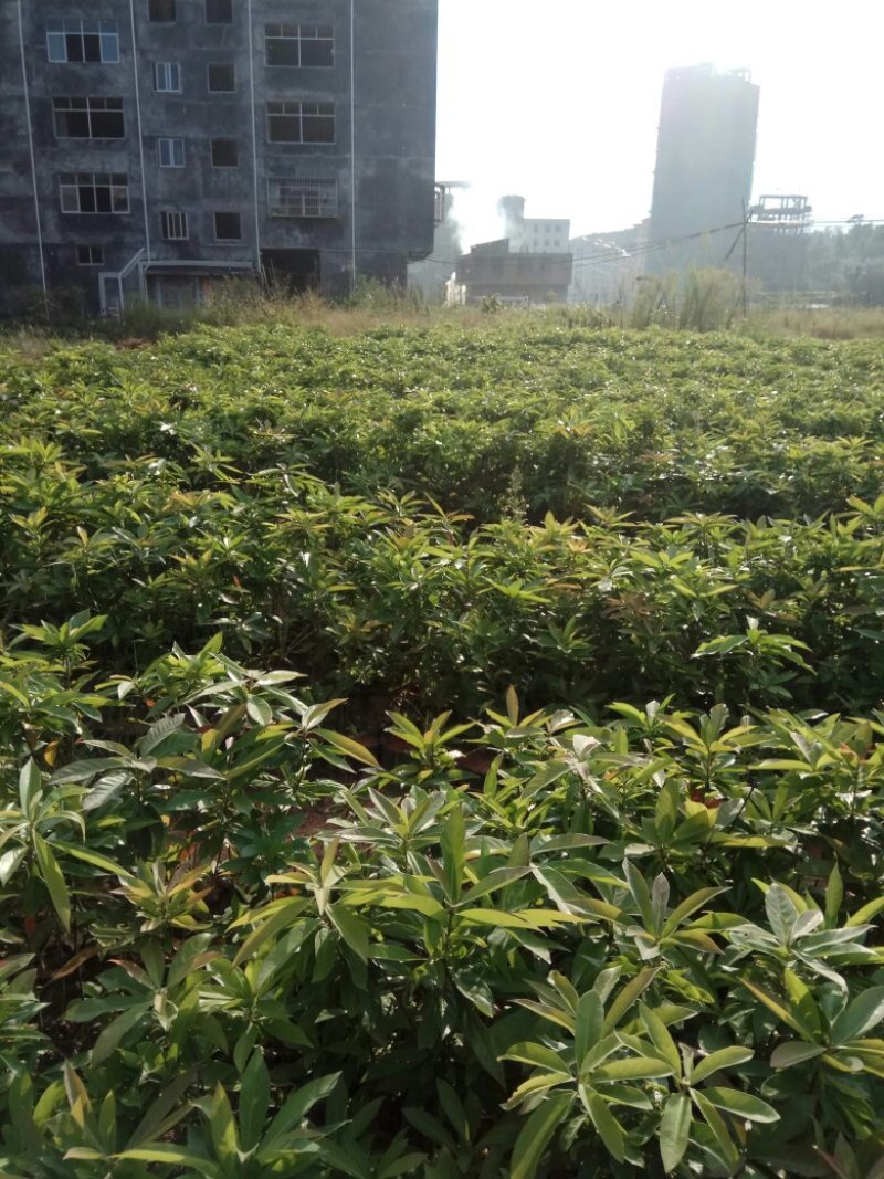 营养杯木荷苗出售