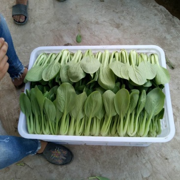 山东基地，常年供应，上海青，小油菜保质保量