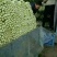 河北芹菜商超直供，货源充足，规格齐全质量好